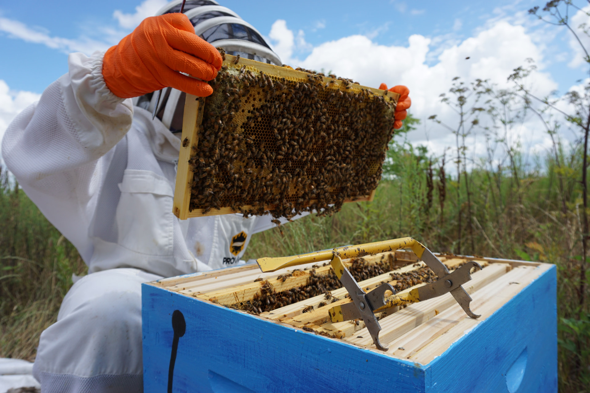A beekeeper handling a hive frame